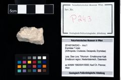 Foto (Objekt + Etikett) von Erymidae ? Indet.  (NHMW-GEO-2014-0194-0243)
